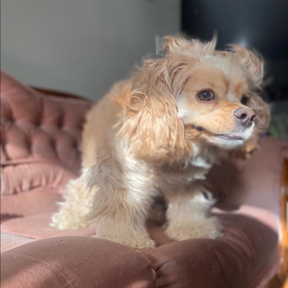 Meet your Posher, Tianna - Picture 2 of 8